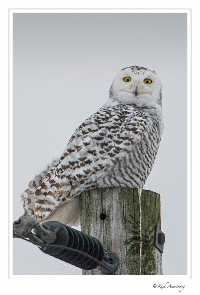 snowy owl 1f copy.jpg